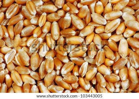 Whole wheat grains close up, background.Good harvest.