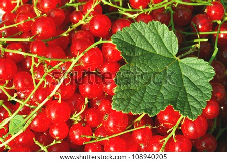 fresh redcurrant berry fruits and leaf close up, background.Natural vitamins food.Fruit background.