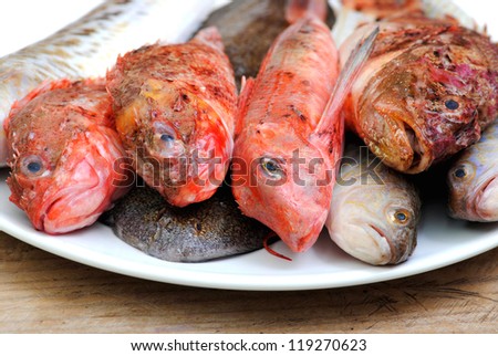 Fresh mediterranean mixed fishes on white wood background.Fish cooking.