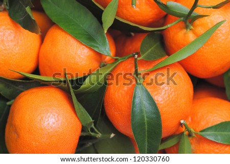 Mandarins fruits background.Winter holidays fruits