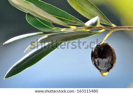 Branch With Fresh Olive And Oil Drop Closeup .Concept Of Healthy Mediterranean Diet.Fresh Pressed Extra Virgin Olive Oil.Food Background.