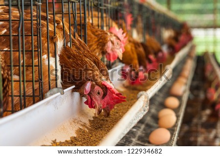 Hundreds of chicken eggs Eating and eggs Hundreds of chicken eggs Eating and eggs