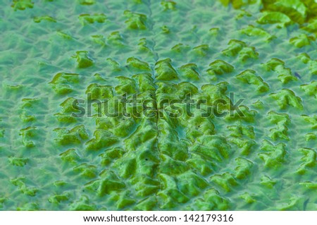 Beautiful green leaf on the water with large leaves.