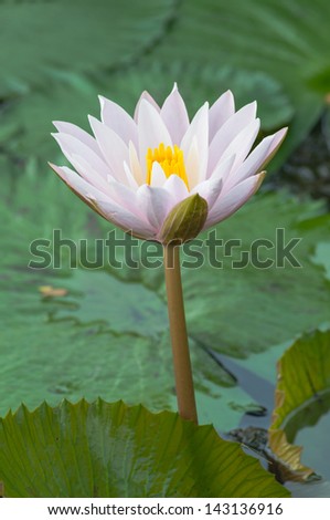 Lotus color pretty on the ground water.