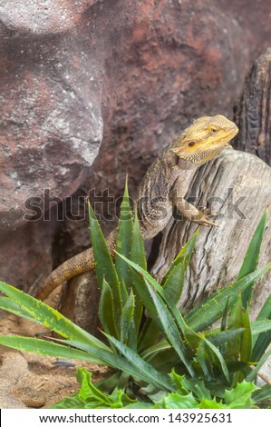 Pogona lizards. It can squirting blood from back of it eyes to scare predator.