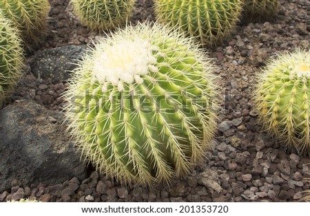 Round cactus in vivid green pattern on a bed of tuff