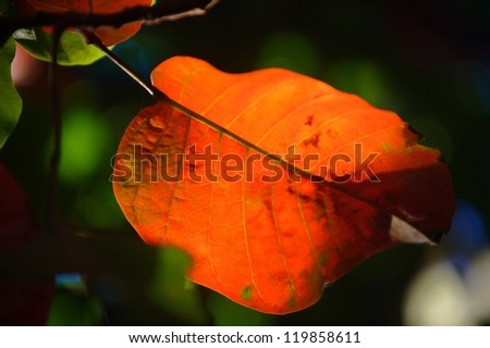 Red Leaf. red leaf of the santol.