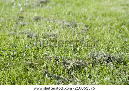 Green grass with some piles of cut grass