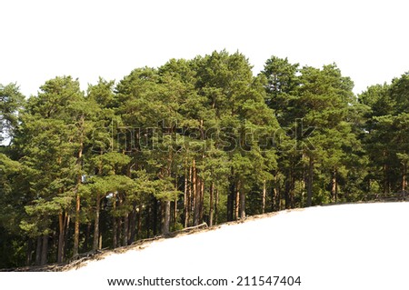 Forest growing on a little hill top