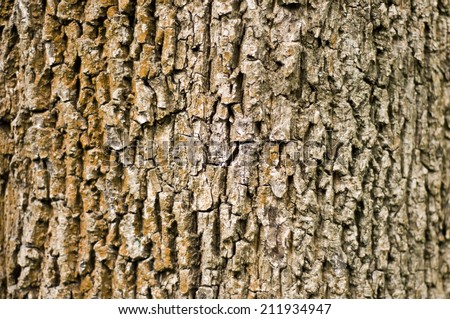 Tree bark with brown color on the left and grey on the right side