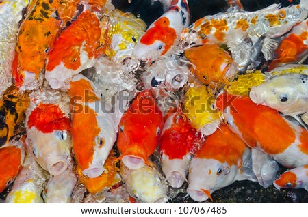 Koi Carps