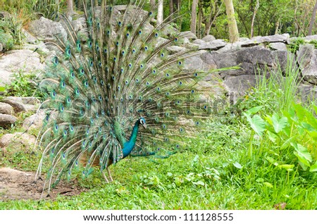 A male peacock showing off his tail feathers