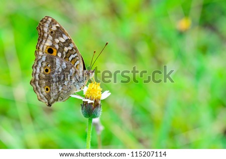 Lemon Pansy, Close-up of a brown patterned butterfly with large \