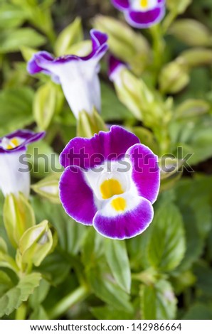 Close up wishbone flower, small flowering plant used as ground cover