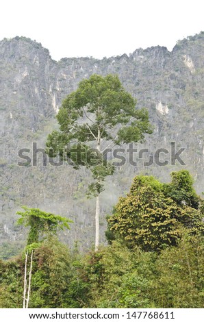 Tall trees in the tropical forests on mountains of Thailand.