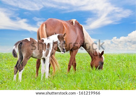 Brown white mare and foal with a blue sky background in a field of grass.