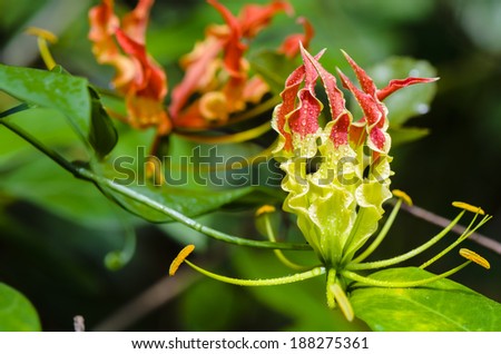 Gloriosa Superba or Climbing Lily is a climber with spectacular red and yellow flowers, but all parts of the plant are extremely poisonous, Taken in Thailand