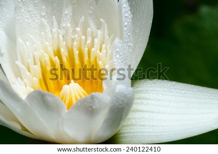 Close up yellow carpel and water drops on white petals of small lotus flower.
