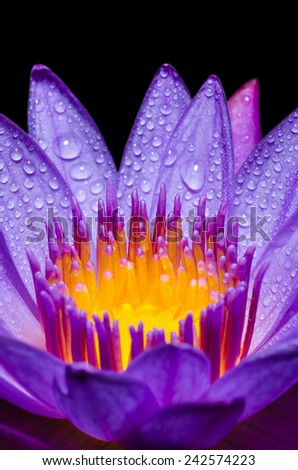Macro yellow carpel and water drops in purple Lotus or Water Lily flower on black background