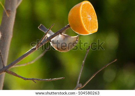 Orange River White-eye Bird eating an Orange