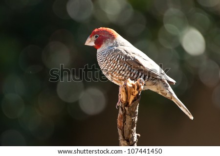 The Red-headed Finch (Amadina erythrocephala) also known as the Paradise Finch or the Red-headed Weaver ~ South Africa