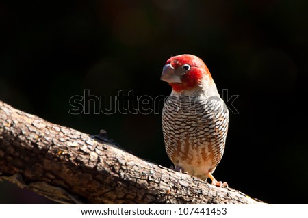 The Red-headed Finch (Amadina erythrocephala) also known as the Paradise Finch or the Red-headed Weaver ~ South Africa