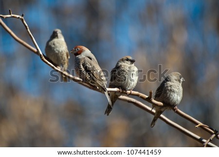 A group of Red-headed Finch (Amadina erythrocephala) also known as the Paradise Finch or the Red-headed Weaver ~ South Africa