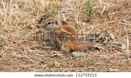 Cape Ground Squirrel (Waaierstert Meerkat) at a Nature Reserve in South Africa