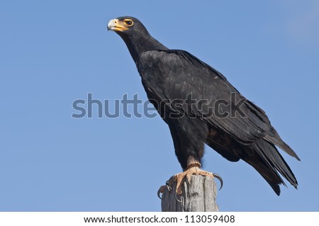Verreaux\'s Eagle (Aquila verreauxii) at a Birds of Prey Rehabilitation Center in South Africa