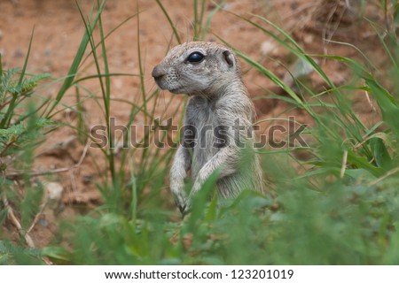 Cape Ground Squirrel (Waaierstert Meerkat) at a Nature Reserve in South Africa