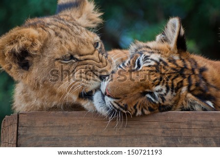 Lion Cub (Panthera leo) & Tiger Cub (Panthera tigris) playing at a Big Cat Sanctuary in South Africa