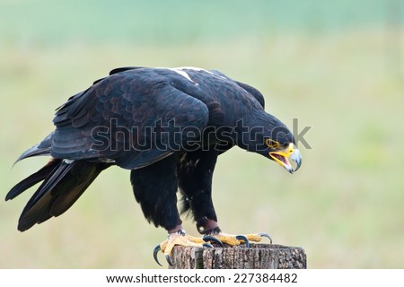Verreaux's eagle (Aquila verreauxii) also called the black eagle ~ at a Birds of Prey Rehabilitation Center in South Africa