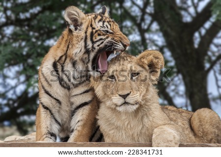 Lion Cub (Panthera leo) & Tiger Cub (Panthera tigris) playing at a Big Cat Sanctuary in South Africa