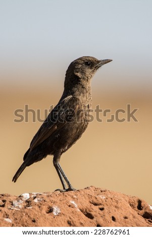 The ant-eating chat or southern anteater-chat (Myrmecocichla formicivora) ~ South Africa