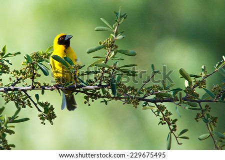 The southern masked weaver or African masked weaver (Ploceus velatus) ~ South Africa