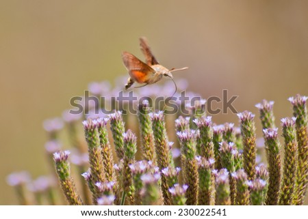 Hummingbird hawk-moth (Macroglossum stellatarum) ~ South Africa