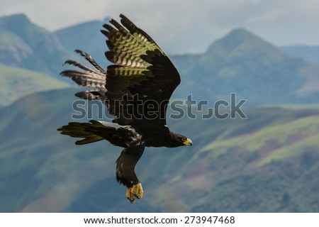 Verreaux\'s eagle (Aquila verreauxii) also called the black eagle ~ at a Birds of Prey Rehabilitation Center in South Africa