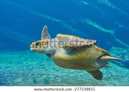 Loggerhead sea turtle (Caretta caretta) ~ uShaka Marine World, South Africa