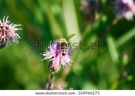 summer meadow with single bee