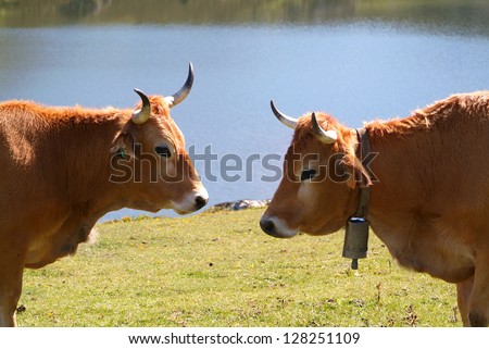 Two cows, face to face