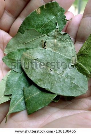 Coca leaves in the palm of your hand