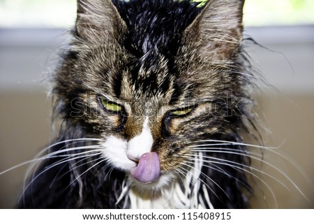 Maine Coon Cat Licking Face