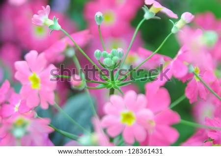 Budding flowers vibrant pink