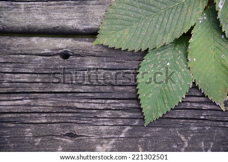 Leaves and aged wood