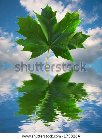 Maple leaf with sky background reflected in water. more in portfolio