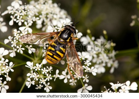 Hover fly Chrysotoxum arcuatum male on carrot flowers