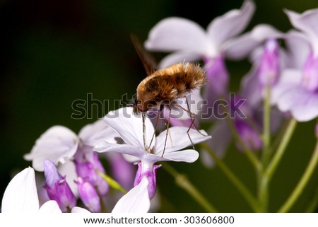 Large bee-fly Bombylius major on annual honesty flowers