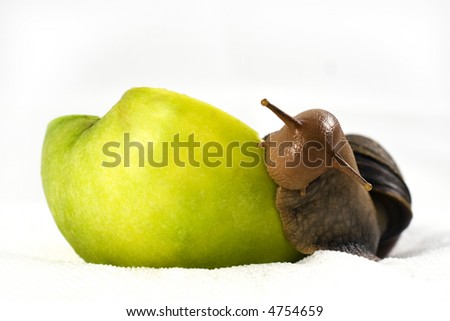 Achatina snail eats a big green apple in front of a white background.