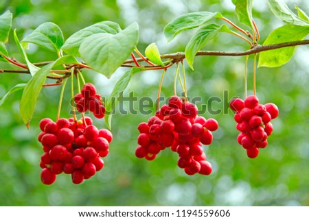 Branches of red schisandra. Clusters of ripe schizandra. Crop of useful plant. Red schizandra hang in row on green branch. Schizandra chinensis plant with fruits on branch. Schizandra omija of Korea