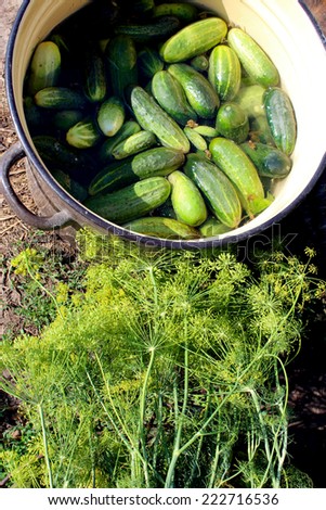 many ripe cucumbers and fennel are prepared for preservation